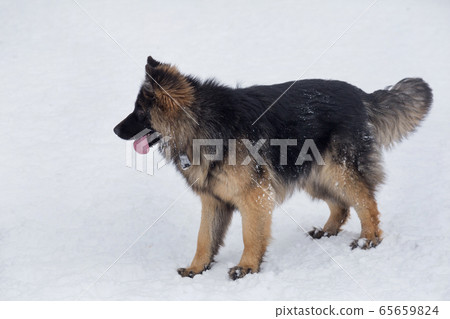 German shepherd dog puppy standing on white snow. German shepherd dog puppy standing on white snow. 65659824