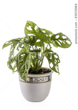 Bush monstera in a pot on a white background Bush monstera in a pot on a white background 65659964