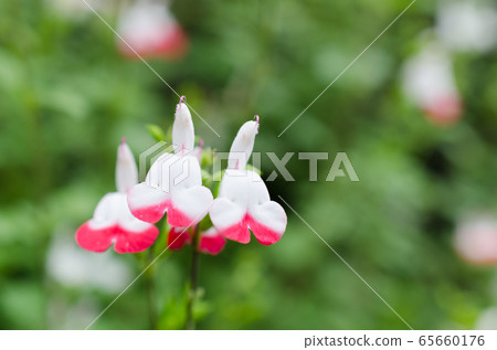 櫻桃鼠尾草關閉 櫻桃鼠尾草關閉 65660176