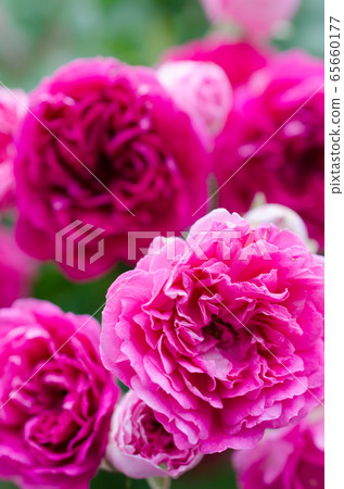 粉紅玫瑰/特寫 65660177