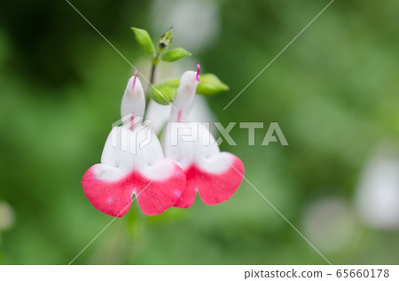 櫻桃鼠尾草關閉 65660178