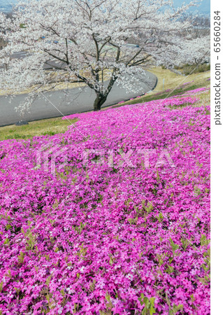 Shibazakura和Sakura：北安住郡池田町安mino野池田工藝公園 65660284