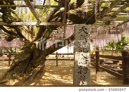 福岡縣小栗市的幕府將軍 福岡縣小栗市的幕府將軍 65660847