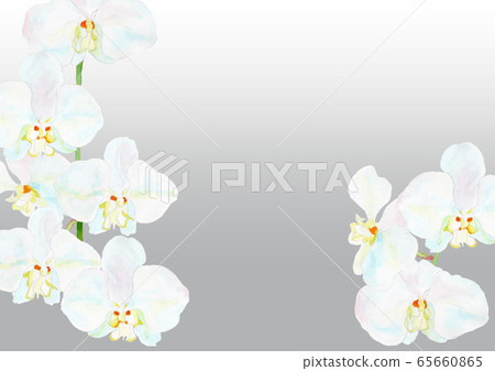 Phalaenopsis frame gray Phalaenopsis frame gray 65660865