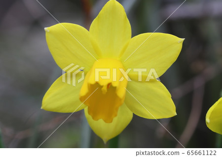Yellow flower of mini daffodil 65661122