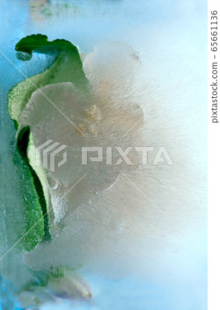 Background of branch apple tree   flower    in ice 65661136