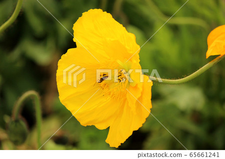 Bees flying to the blooming Icelandic poppies (8) 65661241