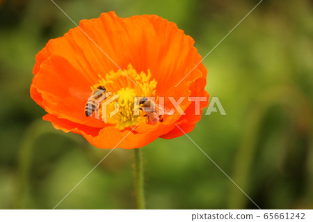 Bees flying to the blooming Icelandic poppies (9) 65661242