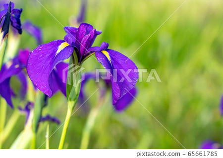 Hanashobu Community in Saimiya, Mie Prefecture 65661785