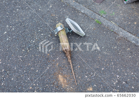 Deterioration of trees Bug damage White ants Deterioration of trees Bug damage White ants 65662030