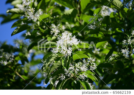 海星的白花盛開。 Namja Monja樹，新鮮的綠色圖像素材 65662139