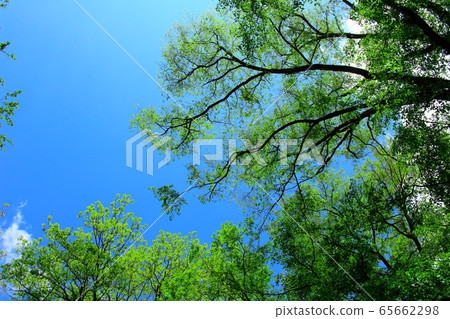 Beautiful Northern Alps 2005: Fresh green Kamikochi 2005 65662298