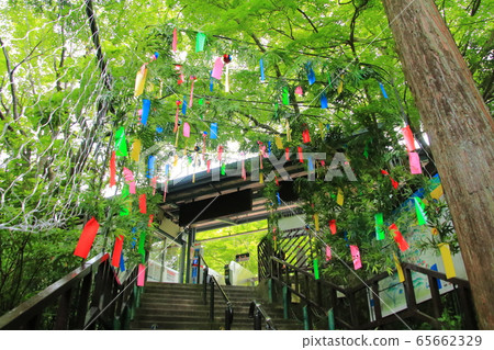 Tanabata colored with blue autumn leaves 65662329
