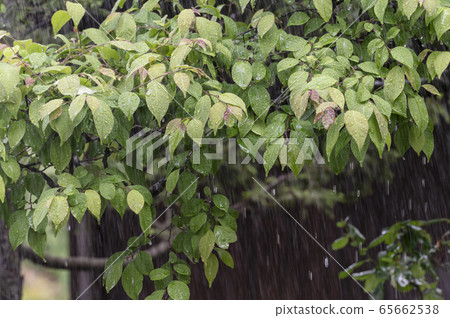 葉子被雨淋濕和滴下 65662538