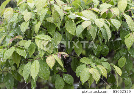 Leafs struck by the rain and dripping 65662539