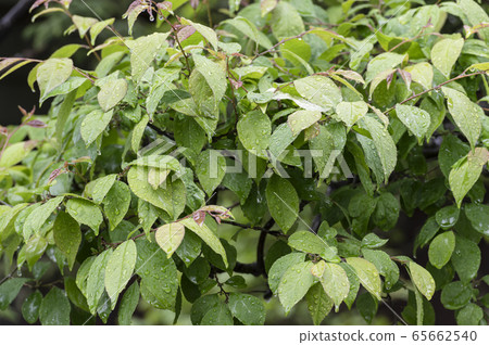 Leafs struck by the rain and dripping 65662540