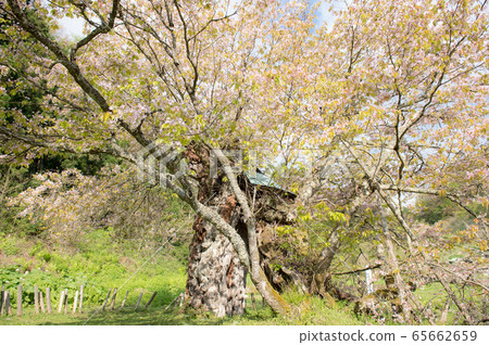 Kasumi Sakura, Yurihonjo City, Akita Prefecture Kasumi Sakura, Yurihonjo City, Akita Prefecture 65662659