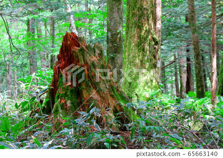 Beautiful Northern Alps 2005: Fresh green Kamikochi 2005 65663140