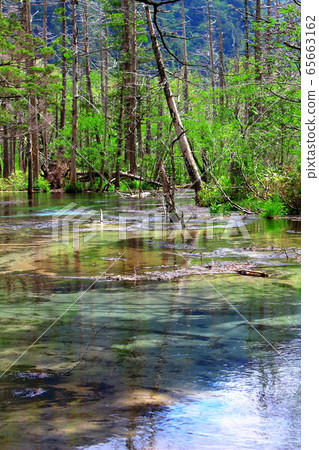 2005年美麗的北阿爾卑斯山：2005年新鮮的綠色上高地 65663162