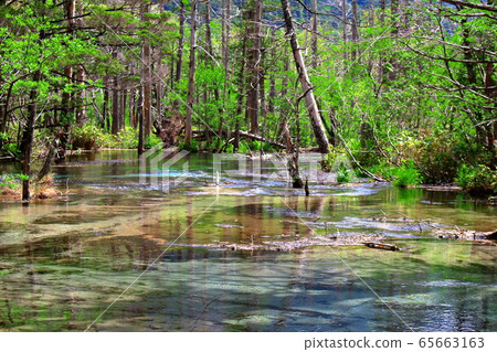 Beautiful Northern Alps 2005: Fresh green Kamikochi 2005 65663163