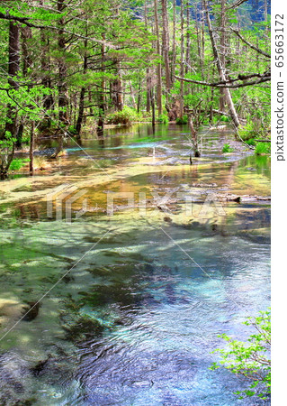 2005年美麗的北阿爾卑斯山：2005年新鮮的綠色上高地 65663172