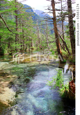 2005年美麗的北阿爾卑斯山：2005年新鮮的綠色上高地 65663174