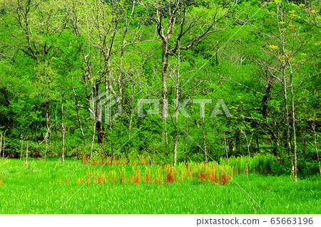 2005年美麗的北阿爾卑斯山：2005年新鮮的綠色上高地 65663196