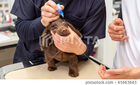獸醫醫院的眼藥水 獸醫醫院的眼藥水 65663683