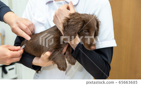Vaccination at the animal hospital 65663685