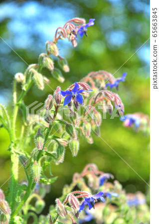 植物：琉璃苣，紫色的家庭 65663845