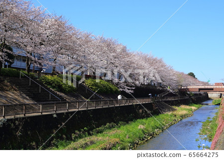 沙奎基河風光 沙奎基河風光 65664275