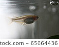 Japanese medaka spawning 65664436