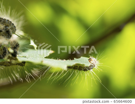 Toxic caterpillar infestation plagues. Nest oak processionary caterpillar (Thaumetopoea processionea) in an oak tree. 65664600