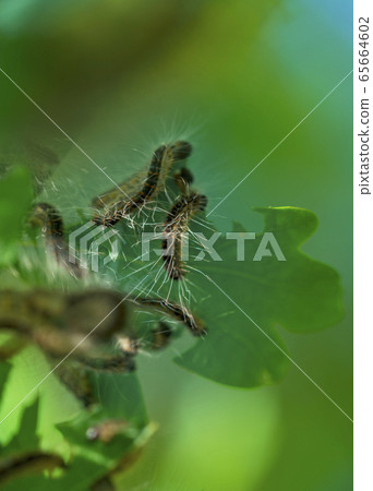 Toxic caterpillar infestation plagues. Nest oak processionary caterpillar (Thaumetopoea processionea) in an oak tree. 65664602