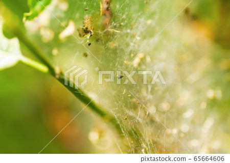 Toxic caterpillar infestation plagues. Nest oak processionary caterpillar (Thaumetopoea processionea) in an oak tree. 65664606