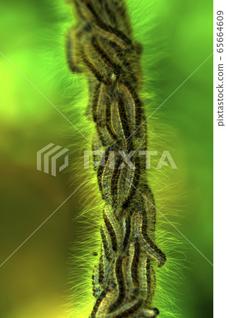 Toxic caterpillar infestation plagues. Nest oak processionary caterpillar (Thaumetopoea processionea) in an oak tree. 65664609