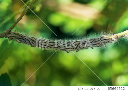 Toxic caterpillar infestation plagues. Nest oak processionary caterpillar (Thaumetopoea processionea) in an oak tree. 65664612