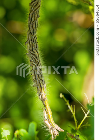 Toxic caterpillar infestation plagues. Nest oak processionary caterpillar (Thaumetopoea processionea) in an oak tree. 65664614