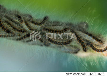 Toxic caterpillar infestation plagues. Nest oak processionary caterpillar (Thaumetopoea processionea) in an oak tree. 65664615