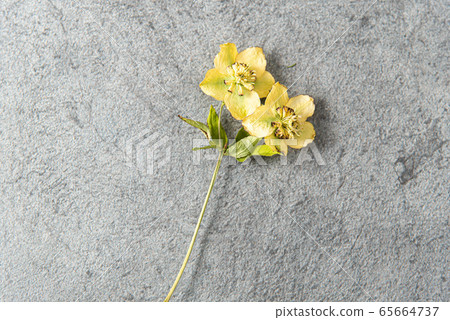 Dried flowers on concrete background 65664737