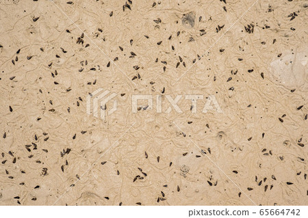 Close-up of a sandy beach and crustaceans on the sand. 65664742