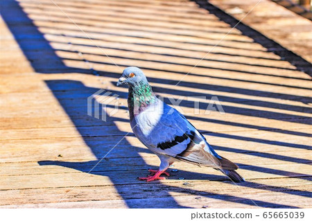  pigeon 65665039