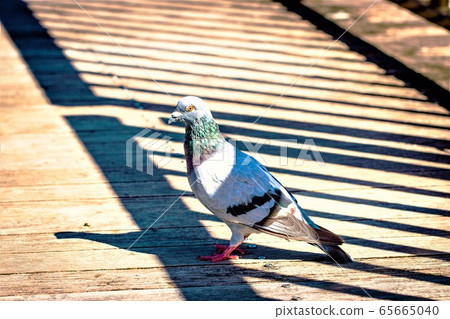 pigeon pigeon 65665040