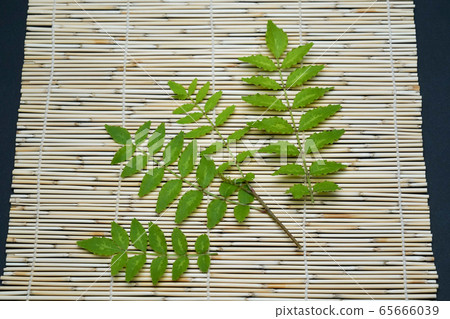 Young leaves of Japanese pepper 65666039