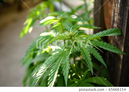 Young marijuana leaves on cannabis cultivation 65666154