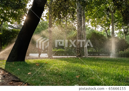 Green park with the trees in the summer morning. Grass watering with automatic sprinkler irrigation system. Green park with the trees in the summer morning. Grass watering with automatic sprinkler irrigation system. 65666155