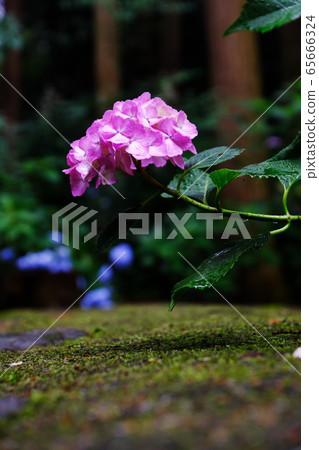 hydrangea hydrangea 65666324