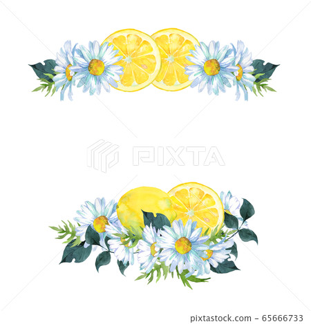 檸檬和瑪格麗特水彩 65666733