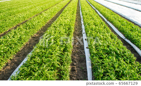 Opened with under agrofiber plantation potato bushes. Cultivation, harvesting in late spring. Growing a crop on the farm. Agroindustry and agribusiness. Agriculture, growing food vegetables. 65667129