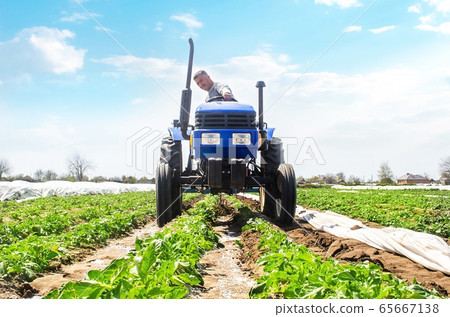 A farmer drives a tractor through the rows of a potato plantation. Improving quality of ground to allow water and nitrogen air to pass through to roots. Crop care. Farming agricultural industry 65667138